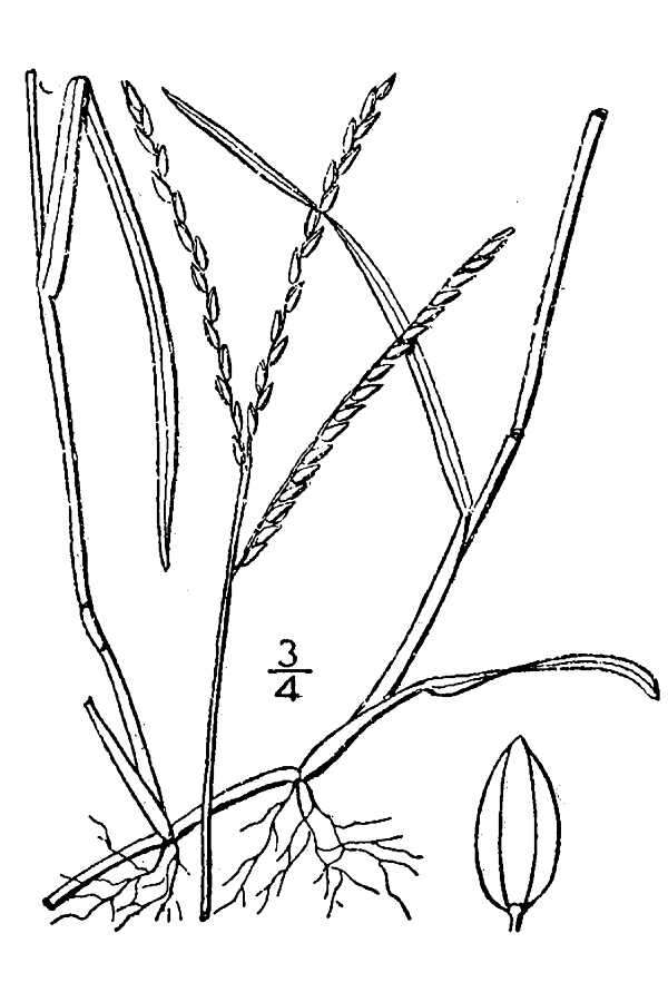 Image of broadleaf carpetgrass