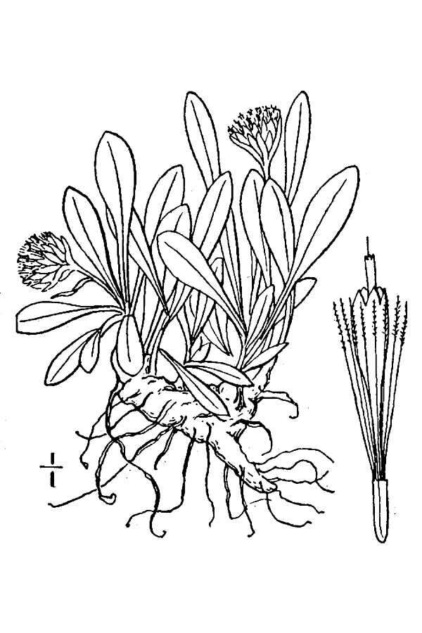 Image de Antennaria dimorpha (Nutt.) Torr. & A. Gray