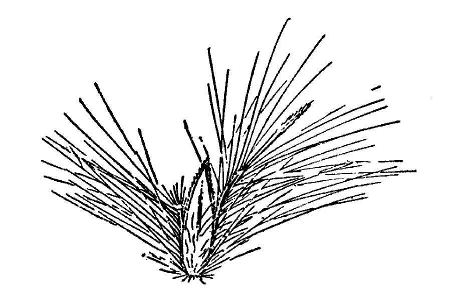Image of awnless beardgrass