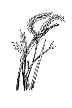 Image de Andropogon floridanus Scribn.