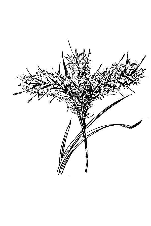 Image of Long-Beard Bluestem