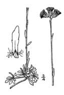 Image de Antennaria microphylla Rydb.