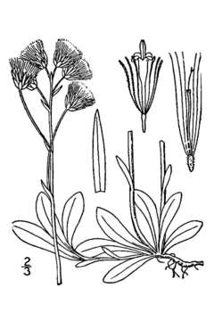 Image de Antennaria neglecta Greene