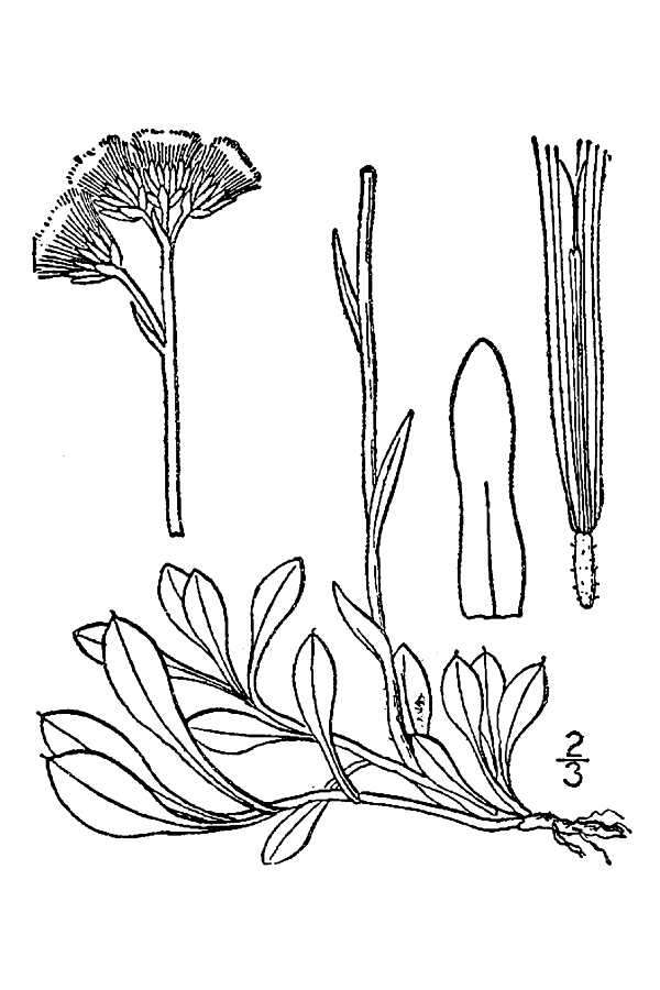 Image de Antennaria howellii subsp. neodioica (Greene) R. J. Bayer