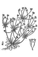 Image of western rockjasmine