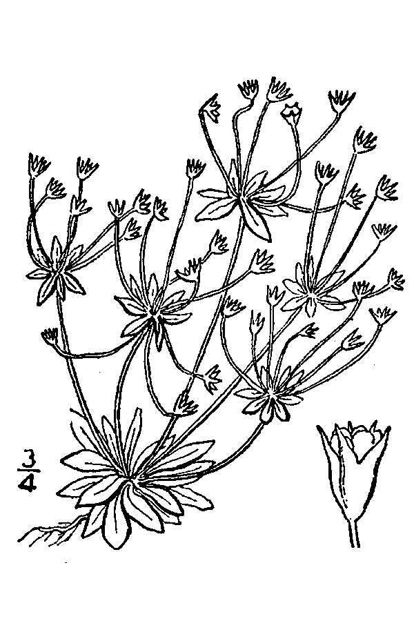 Image of western rockjasmine