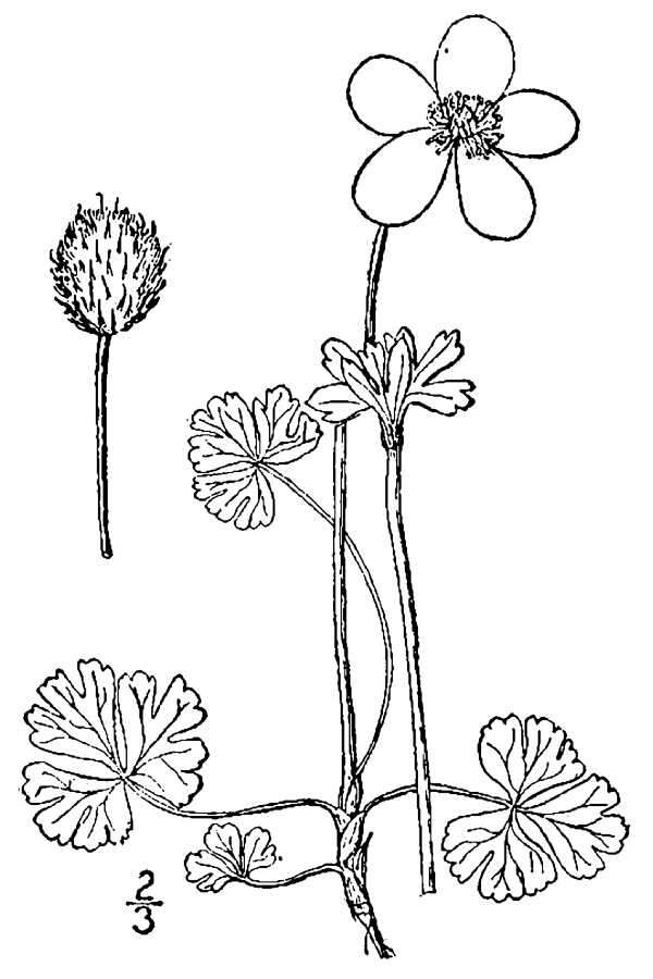 Image of smallflowered anemone