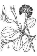 Image de Antennaria parlinii Fern.