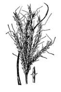 Image of cane bluestem