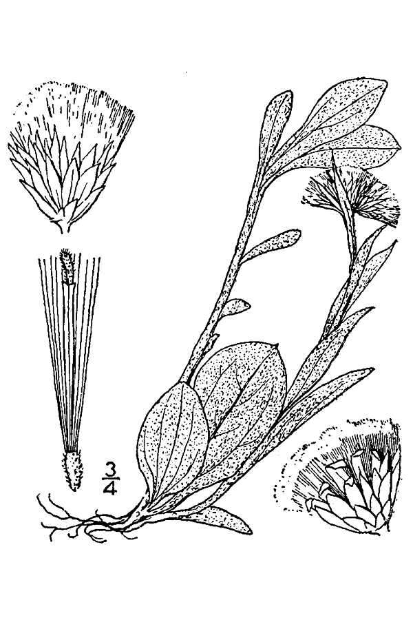Image of woman's tobacco