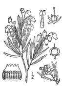 Image of bog rosemary