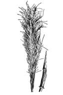 صورة Bothriochloa saccharoides (Sw.) Rydb.