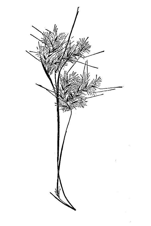 صورة <i>Andropogon <i>gyrans</i></i> var. gyrans