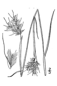 Image of splitbeard bluestem