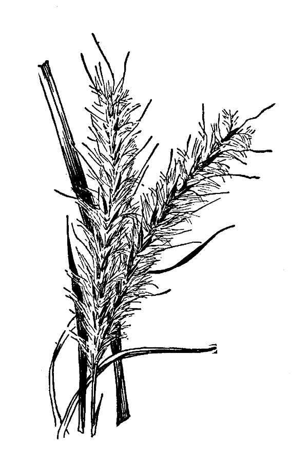 Image of splitbeard bluestem