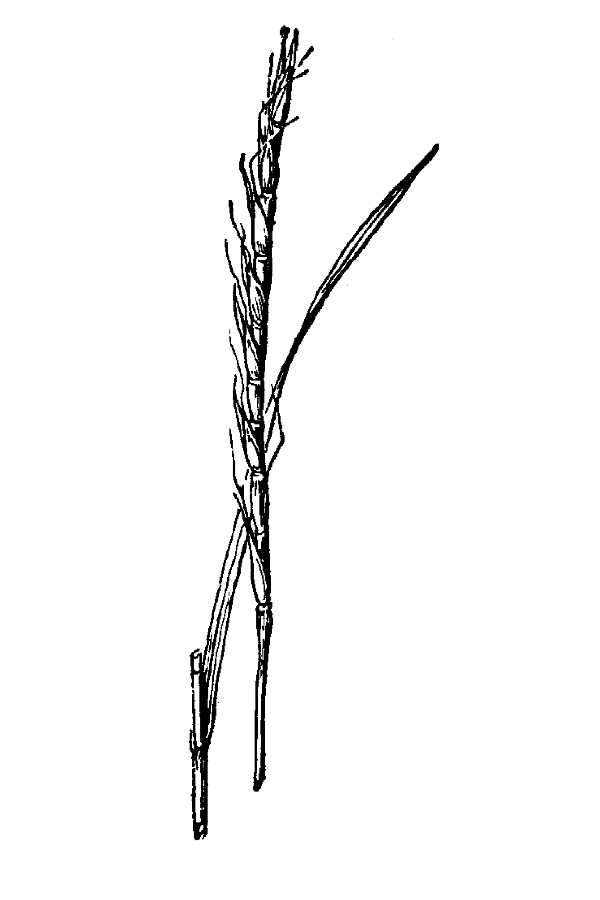 Sivun Schizachyrium tenerum Nees kuva