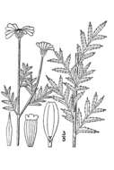 Cota tinctoria subsp. tinctoria resmi