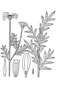 Cota tinctoria subsp. tinctoria resmi