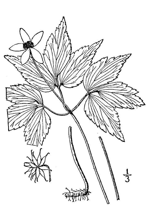 Image of lanceleaf anemone