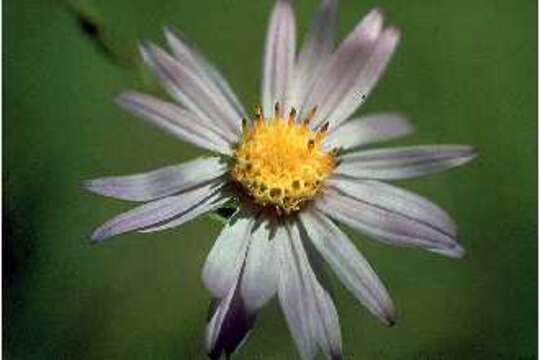 Image of barrens silky aster