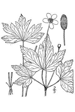 Image of tall thimbleweed