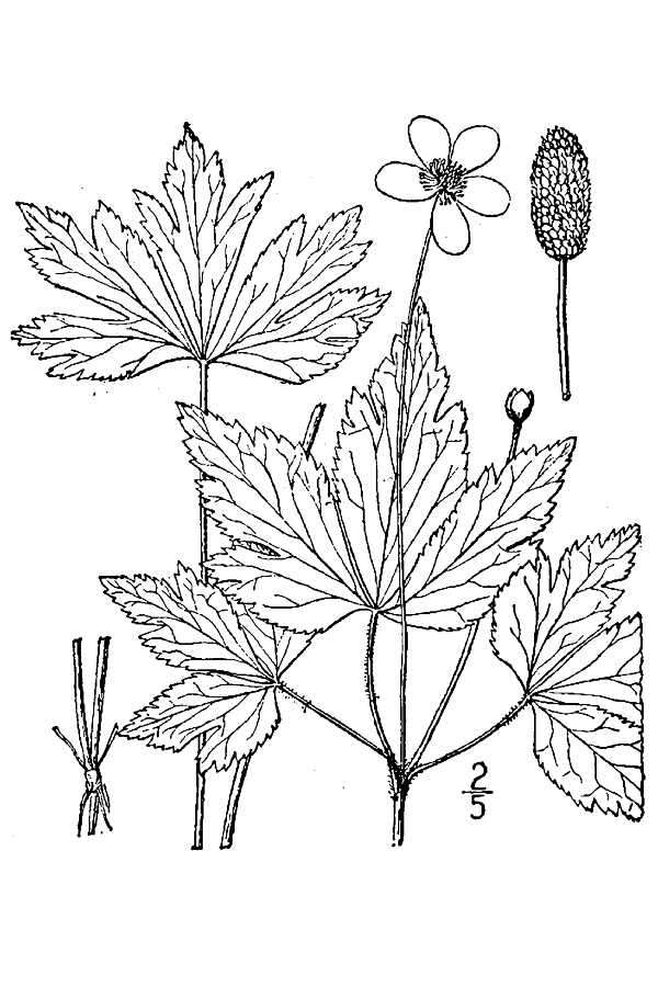 Image of tall thimbleweed