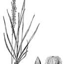 Anthaenantia villosa (Michx.) P. Beauv. resmi