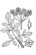 Image of hairy angelica