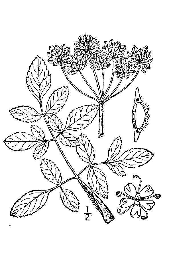 Image of hairy angelica