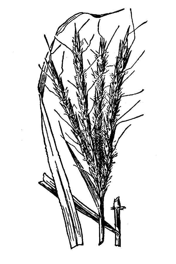 Image of Wright's beardgrass