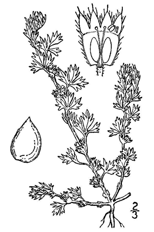 Image of Parsley-piert