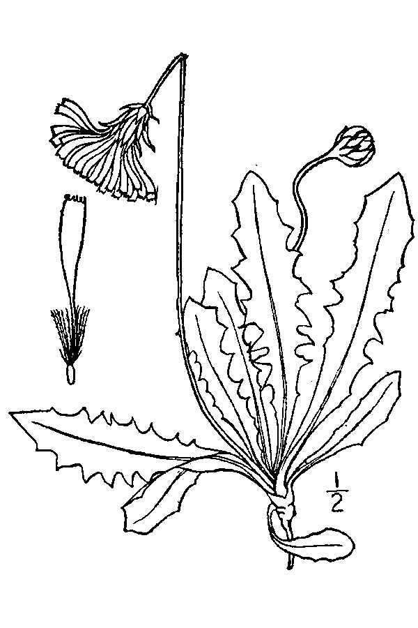 Слика од Leontodon hispidus subsp. hispidus