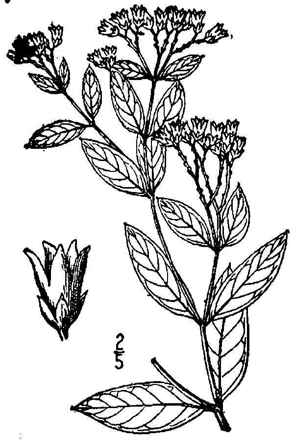 Image of Apocynum floribundum Greene