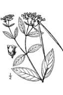 Image of Apocynum floribundum Greene