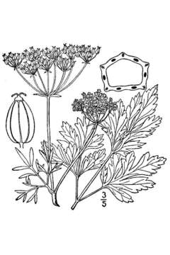 Image of parsley