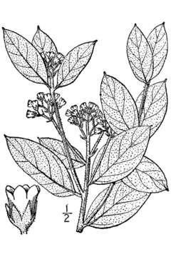 Image de Apocynum cannabinum L.