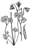 Image of smallflower columbine