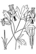 Image of red columbine