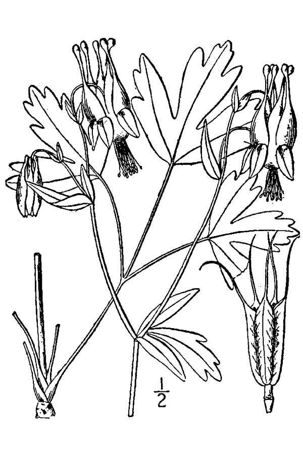 Image of red columbine