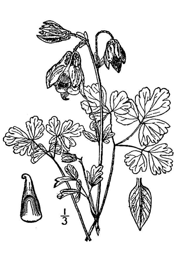 Image of Common columbine