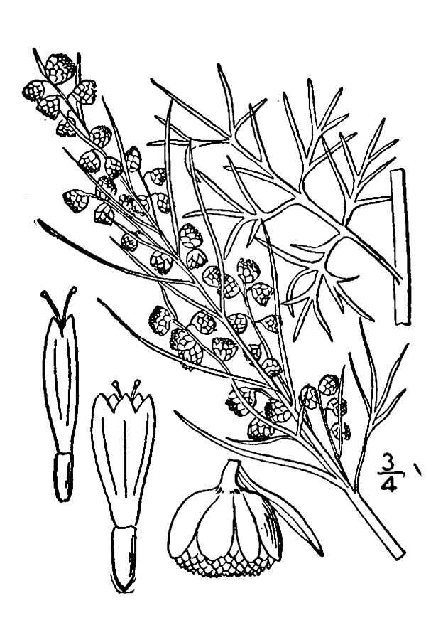 Artemisia abrotanum L. resmi