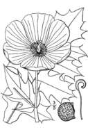 Image de Argemone albiflora subsp. albiflora