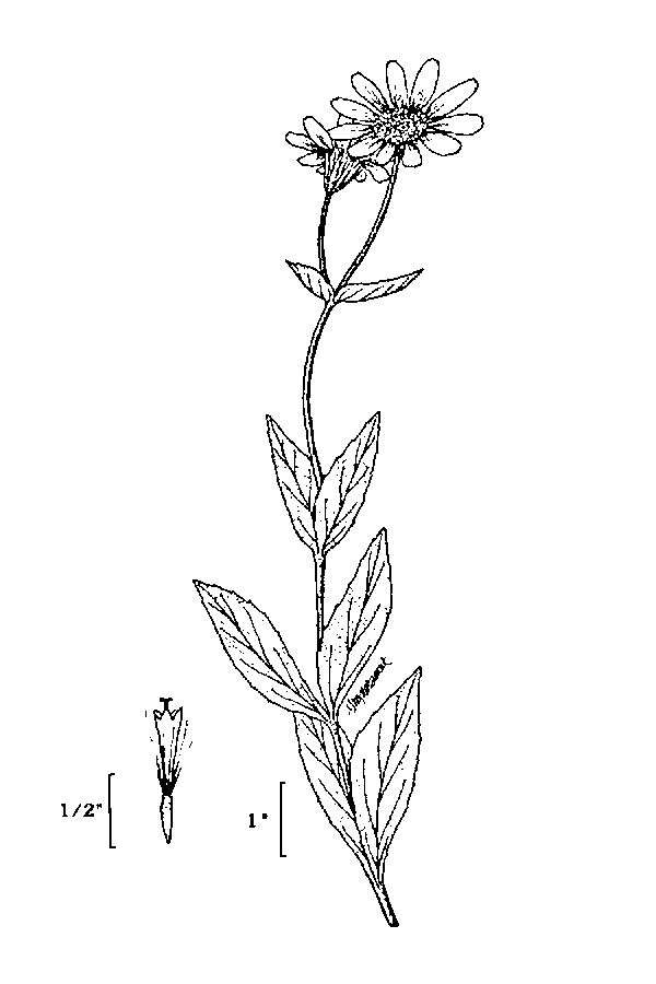 Image of clasping arnica