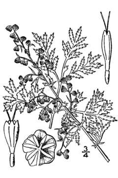 Image of sweet sagewort