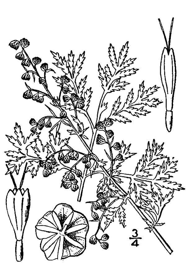 Image of sweet sagewort