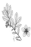 Plancia ëd Aronia arbutifolia (L.) Pers.