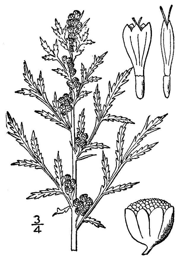 Artemisia biennis Willd. resmi