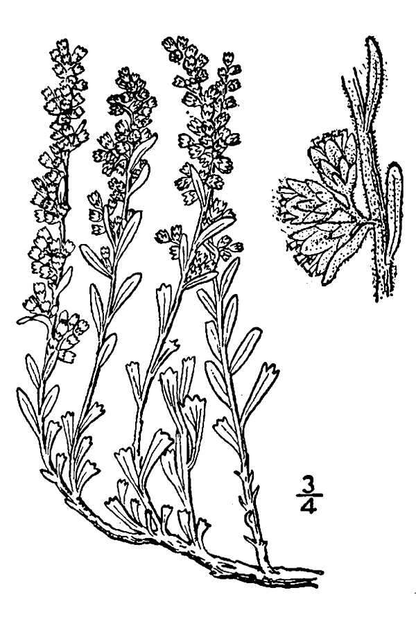 Artemisia bigelovii A. Gray resmi