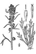 Image of field sagewort