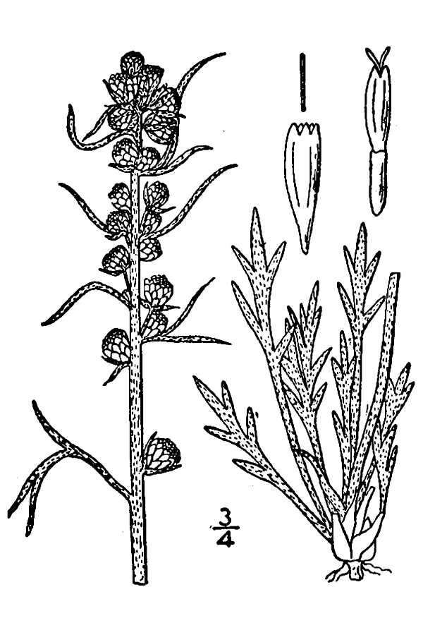 Image of field sagewort